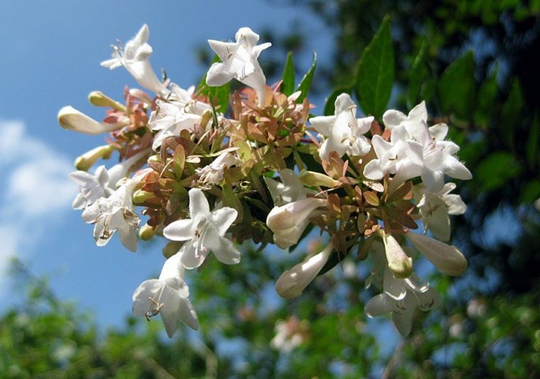 siepe da giardino arbusto muro vegetale