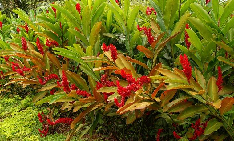 disposizione del terrazzo della siepe del giardino vegetale