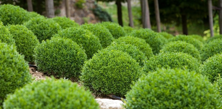 植物園のアイデアそよ風ビュー植物