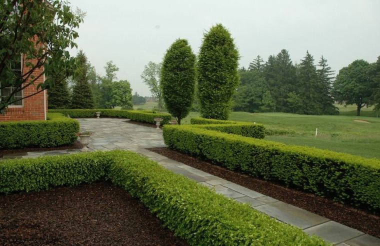 la siepe del giardino offre una vista brezza delle piante