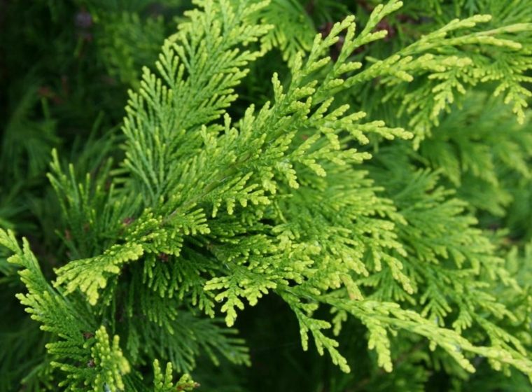 植物の生け垣緑の植物のそよ風ビュー