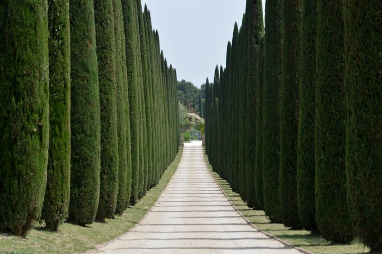 recinzione del giardino vista brezza vegetale