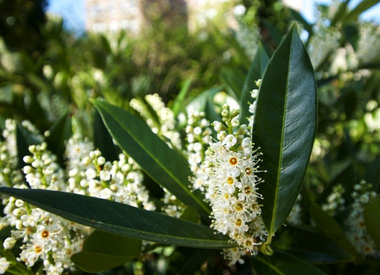 植物と庭のプライバシー自然のそよ風の眺め