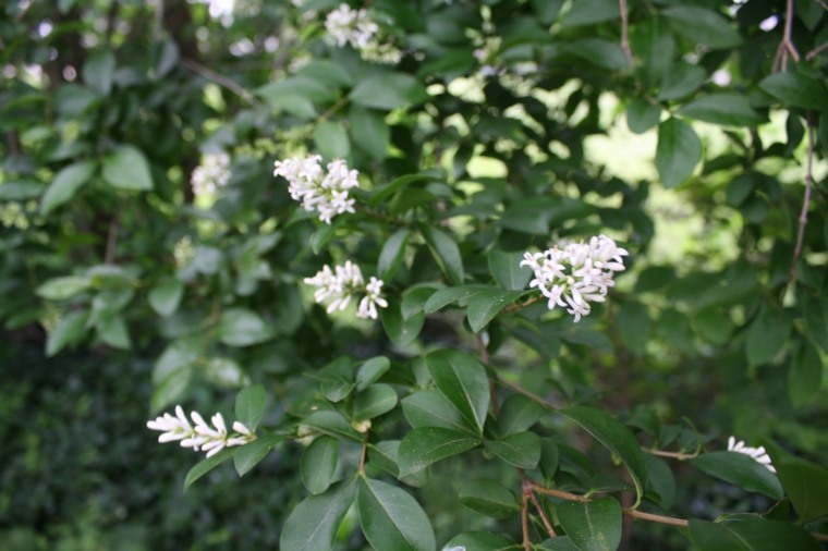 recinzione del giardino di specie di piante a crescita rapida