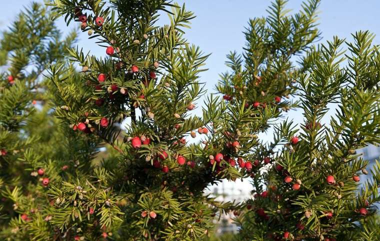 piante verdi recinzione giardino vegetale