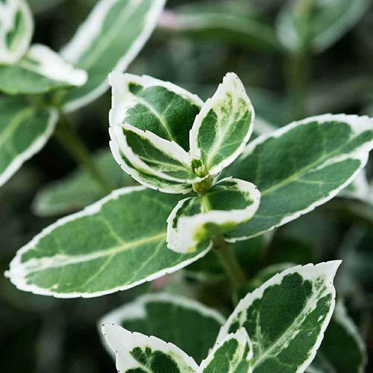 hai piante verdi da giardino all'aperto