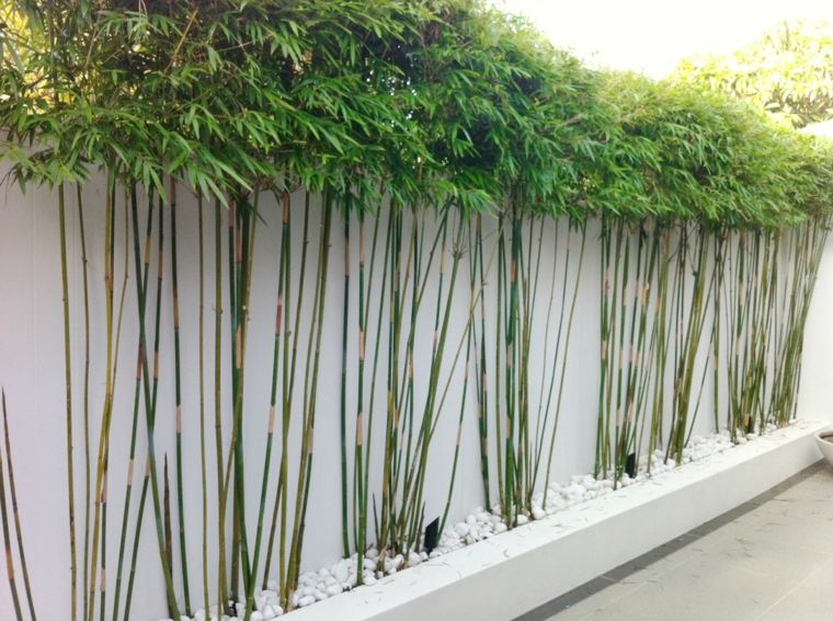 brezza vista terrazza giardino di piante di bambù