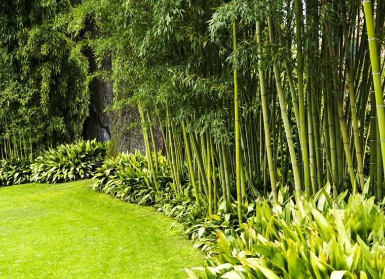 vista brezza siepe di bambù giardino