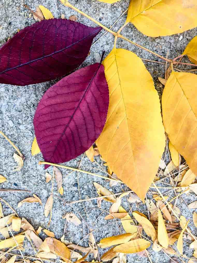 idee deco foglie autunnali decorazioni originali