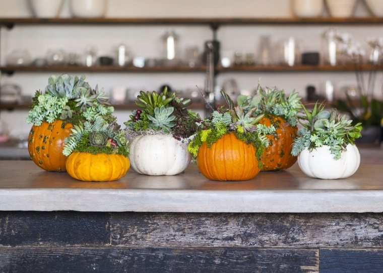 idee di arredamento autunnale con zucche e piante grasse