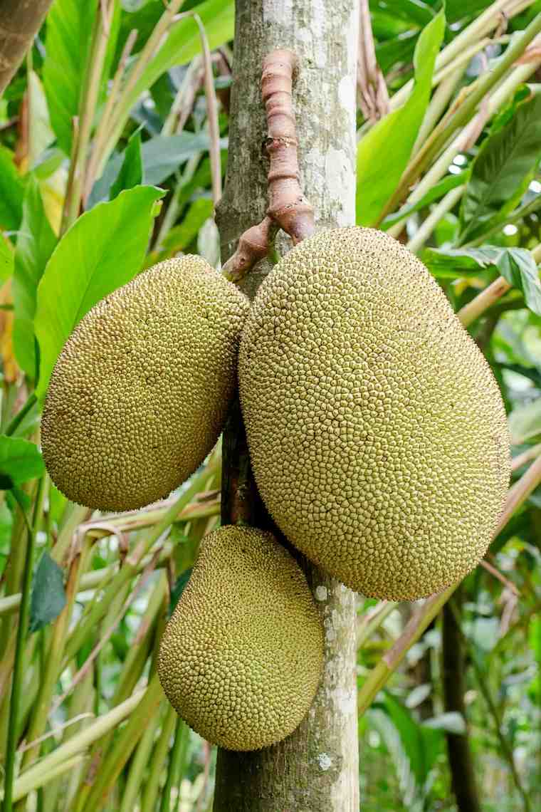 jackfruit how-tree-shoot