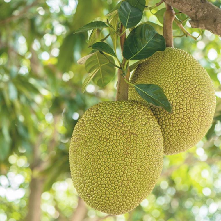 fiatal gőzben párolt jackfruit