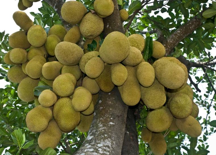 Bangladešo foto-rikšos medžio jackfruit