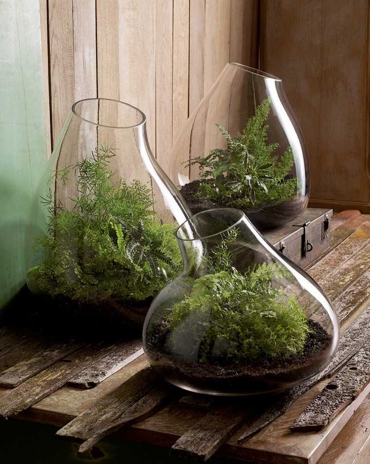 Terrarium idea staklena biljka zatvorena zemlja