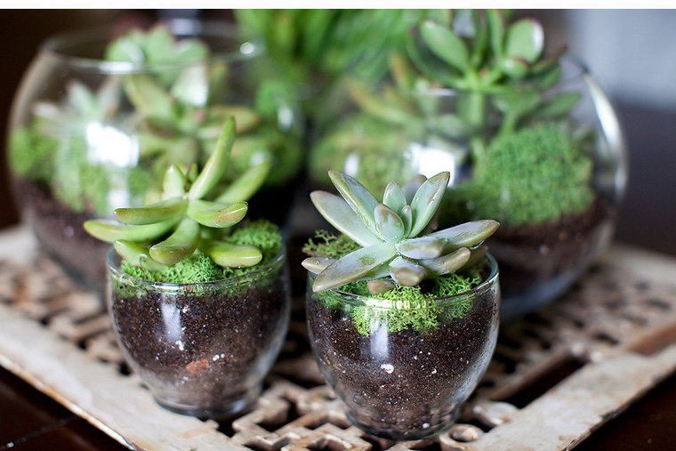 Zöld növény zamatos növény ötlet terrárium üveg