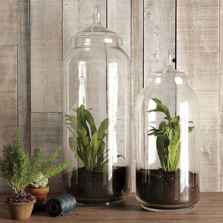 piante grasse pianta idea interna vetro pianta appartamento interno
