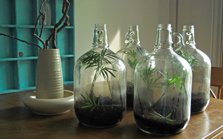 Giardino in bottiglia di vetro recuperato pianta idea terrario