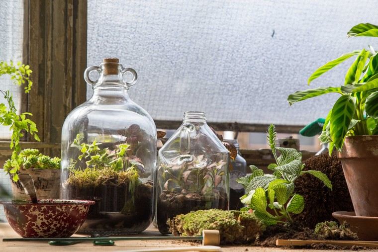 kert egy üveg ötlet beltéri terrárium lakás növények