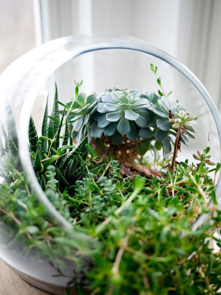 idea terrario piante grasse mini garden house