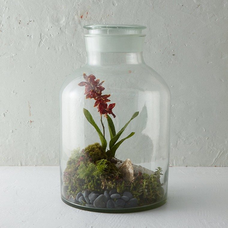 terrario idea pianta verde crescere contenitore di vetro al coperto