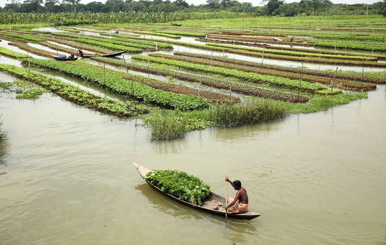 Banglades úszó kertje