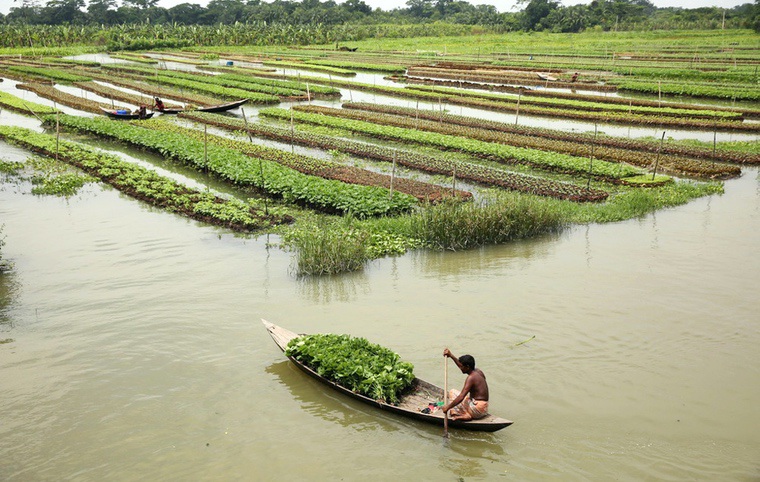 giardino galleggiante del Bangladesh