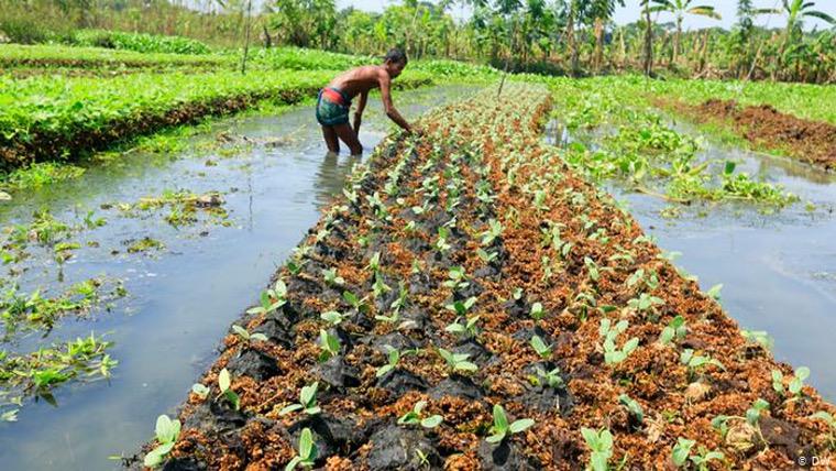 giardino galleggiante in Bangladesh