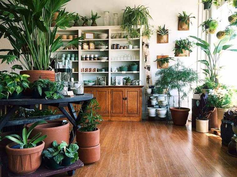 idea piante piante da interni vasi da appartamento libreria interna in terracotta