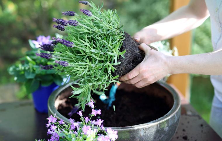 月の移植植物のアイデアを使った庭の作り方