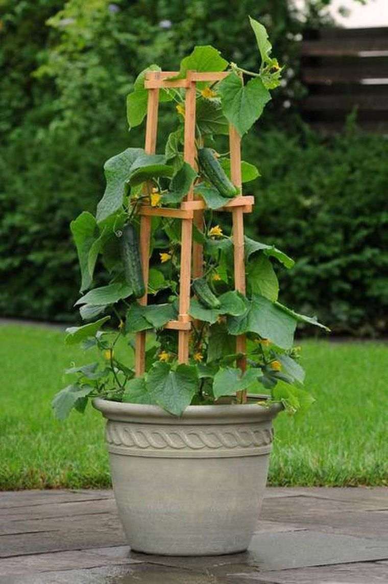 fioriera-da-esterno-traliccio-pianta-da-giardino