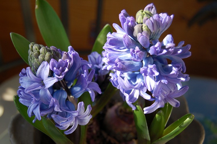 primavera blu promettente viola