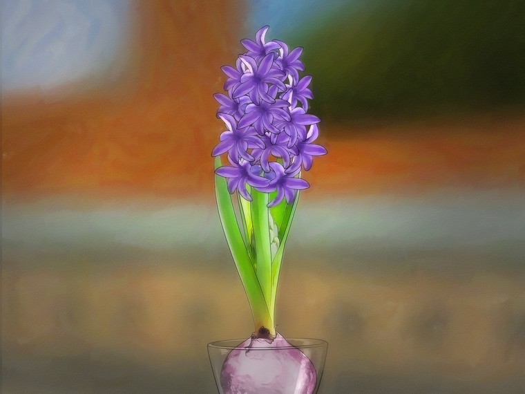 bulbo di giacinto color lilla