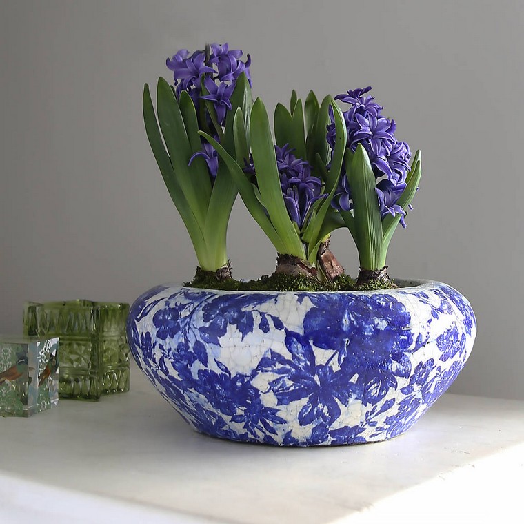 vaso fiori blu bulbi grandi