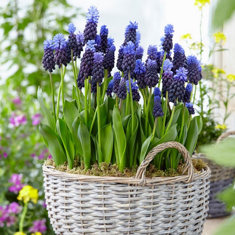 cesto grande fiori blu