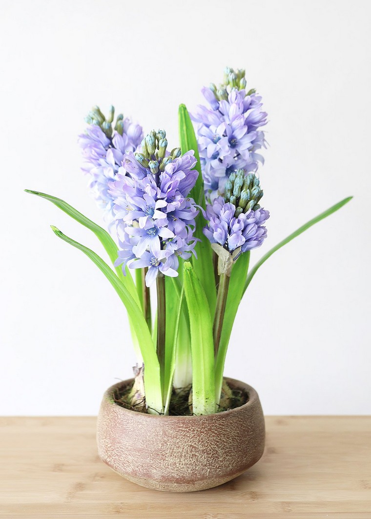 vaso di fiori piantato giacinto