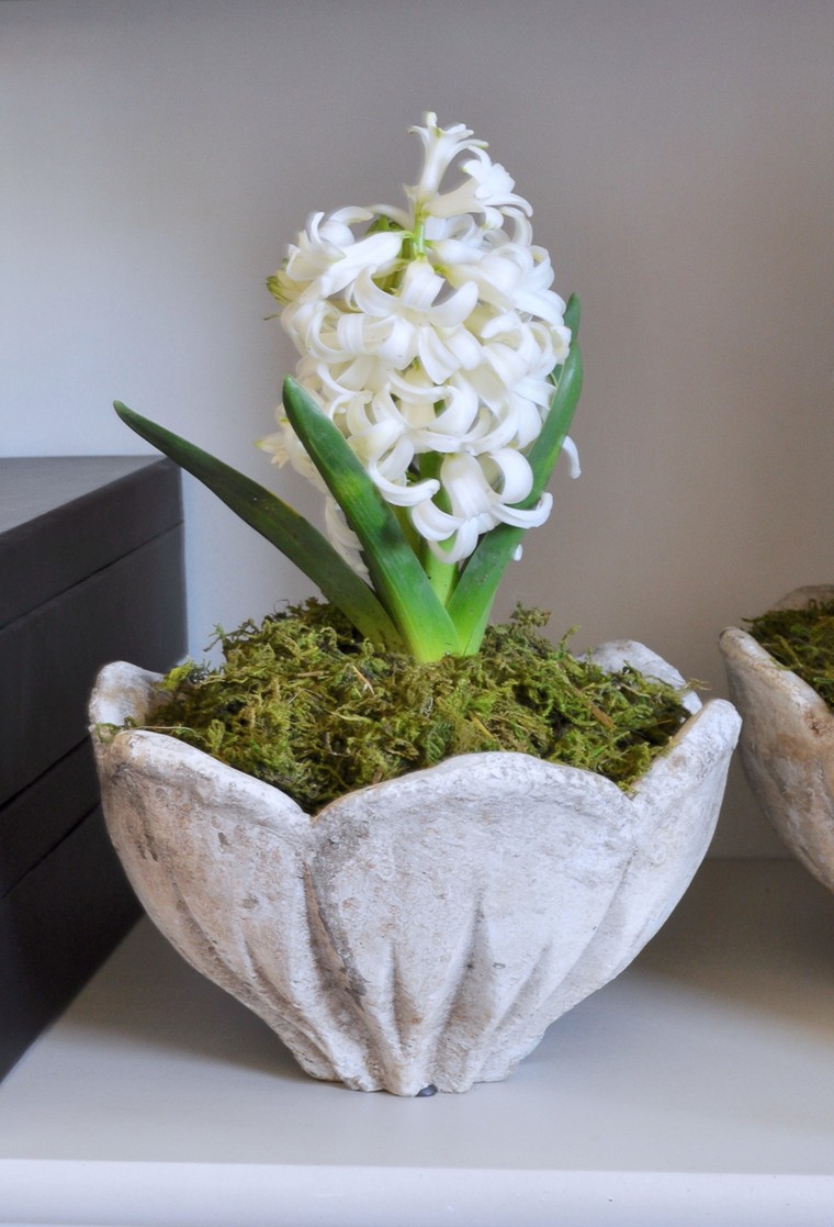 vaso in pietra di giacinto bianco