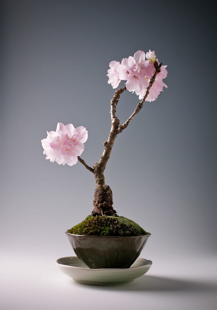 tradicinių japonų namų-rytietiško meno-interjero dekoravimo-bonsai-nuotraukos