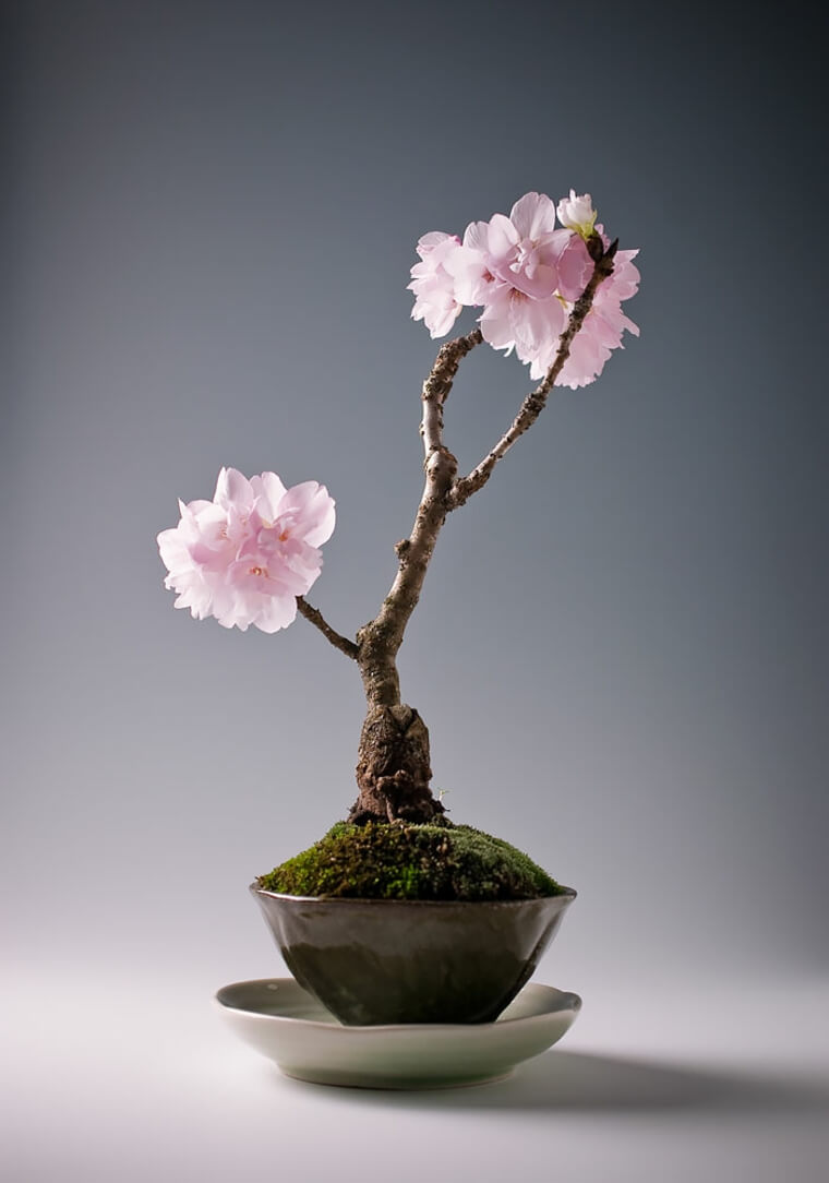 foto-bonsai-di-casa-tradizionale-giapponese-art-deco-orientale-interni