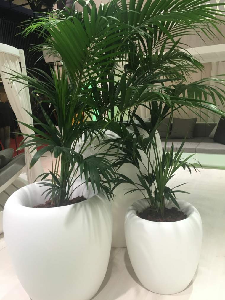 dideli balti puodai su palmėmis