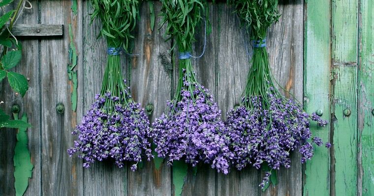 sušenje-lavanda-suspenzija-idee