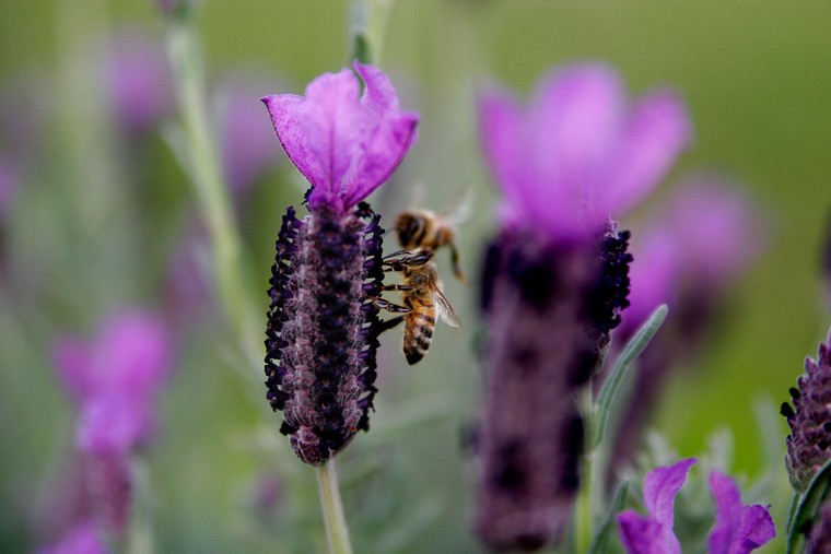 pčela-lavanda-suhi cvijet