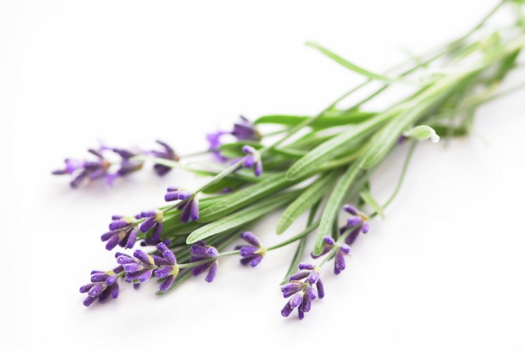 lavanda suha ideja bouquet kuća od lavande