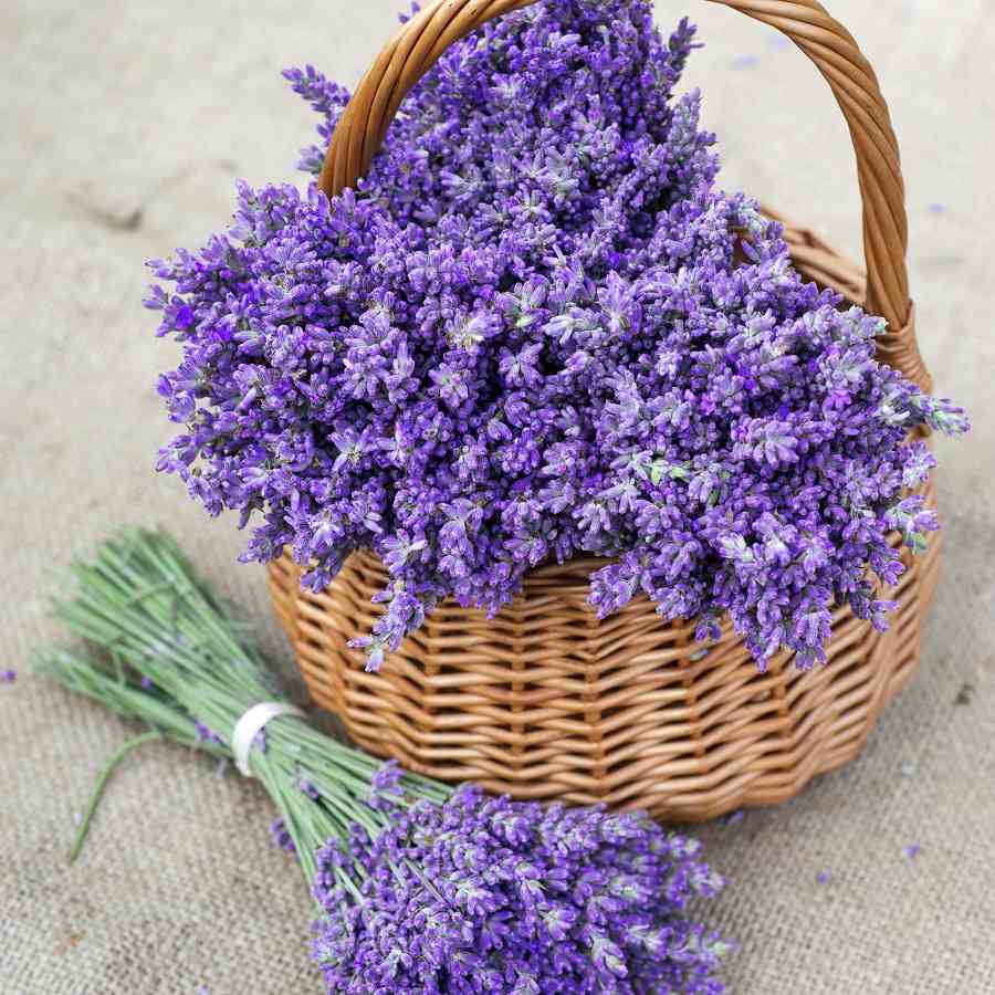lavanda-košara-ideje-uporaba