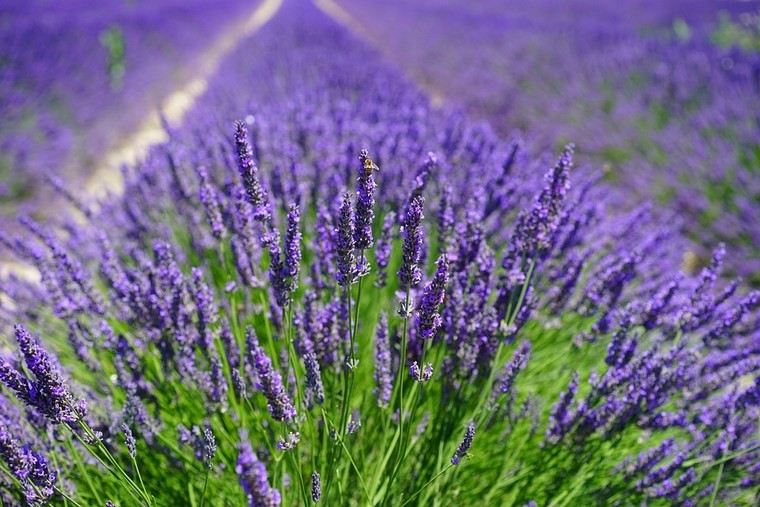 lavanda-recept-suhi-cvijet-ideja