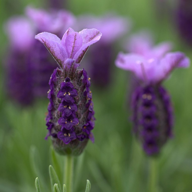 lavanda-ideja-upotreba