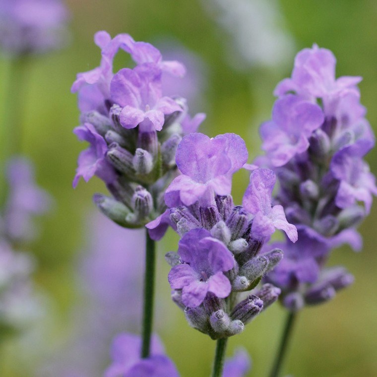 recept-lavanda-foto-ideja-recept