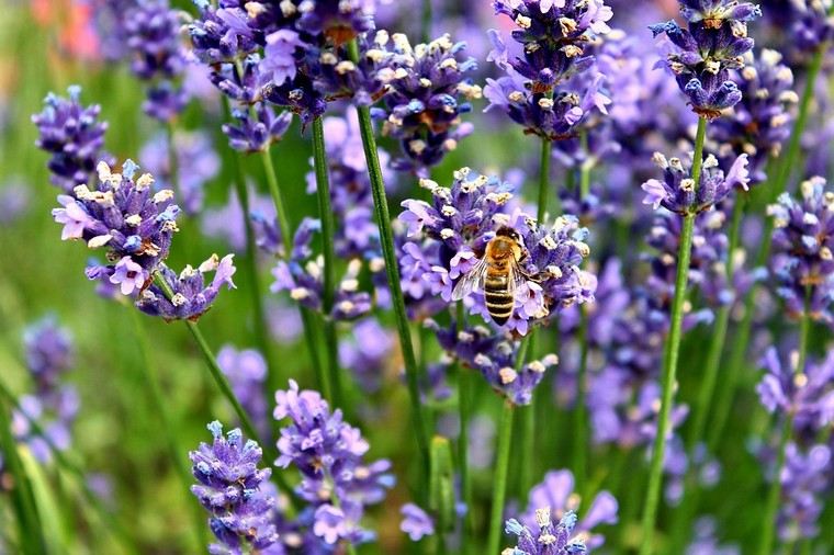 lavanda recept suho cvijeće ideja upotreba