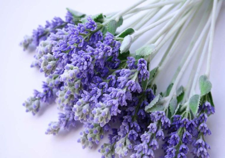 secco-della-lavanda-in-bouquet