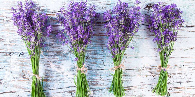 ricetta-lavanda-casa-manutenzione-cultura-cura