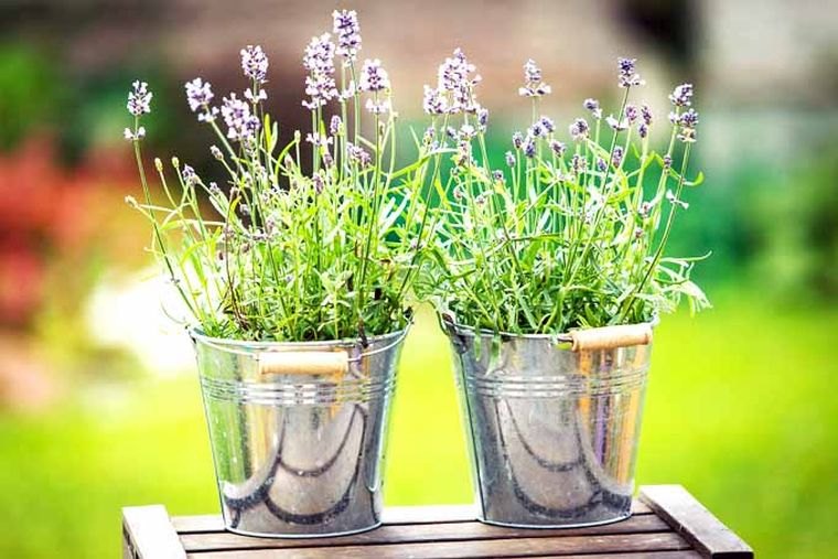 植木鉢のラベンダー-屋内-庭-メンテナンス